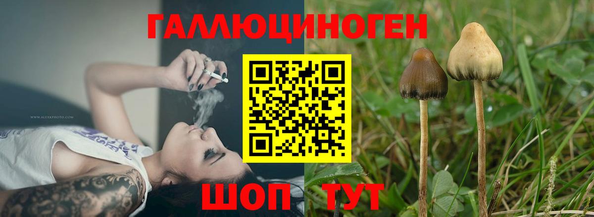 Галлюциногенные грибы Psilocybine cubensis Борисоглебск